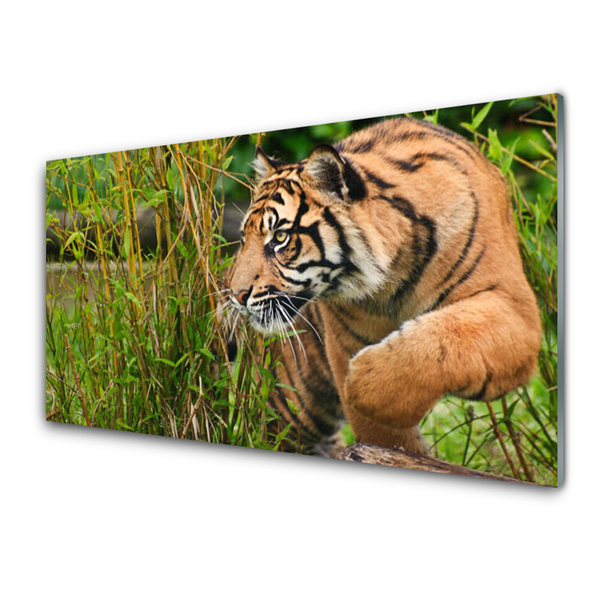 Cuadro en plexiglás Tigre animales