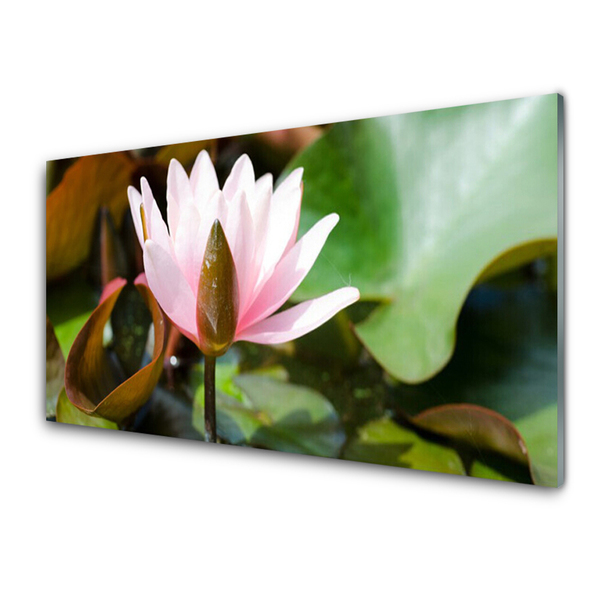Cuadro en plexiglás Flor planta naturaleza