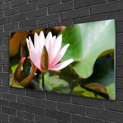 Cuadro en plexiglás Flor planta naturaleza