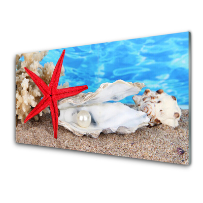 Cuadro en plexiglás Estrella de mar conchas naturaleza