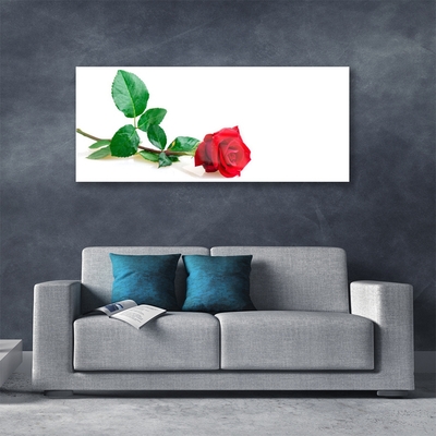 Cuadro en plexiglás Rosa flor planta naturaleza