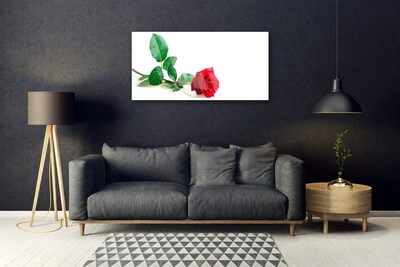 Cuadro en plexiglás Rosa flor planta naturaleza