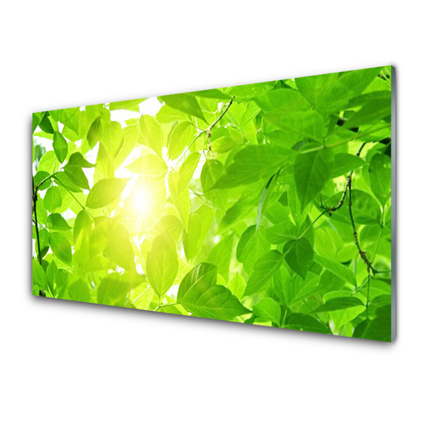 Cuadro en plexiglás Hojas naturaleza sol planta