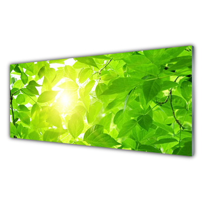 Cuadro en plexiglás Hojas naturaleza sol planta