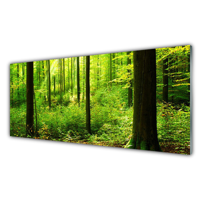 Cuadro en plexiglás Bosque verde árboles naturaleza