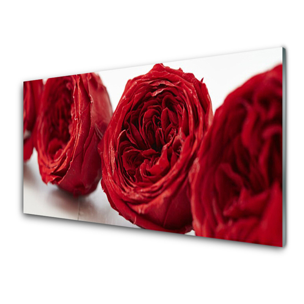 Cuadro en plexiglás Rosas flores planta
