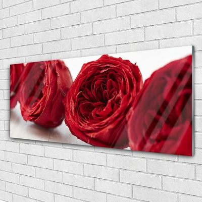 Cuadro en plexiglás Rosas flores planta