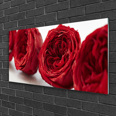 Cuadro en plexiglás Rosas flores planta