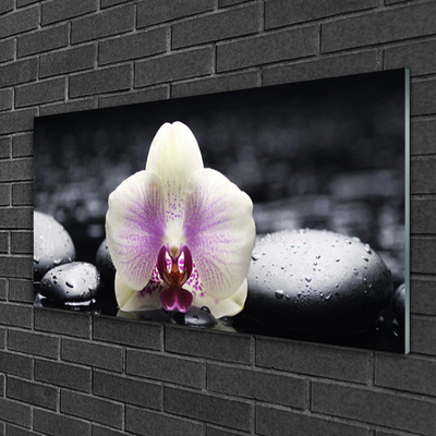 Cuadro en plexiglás Flor orquídea planta
