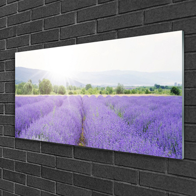 Cuadro en plexiglás Campo de lavanda naturaleza prado