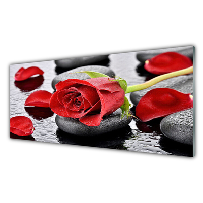 Cuadro en plexiglás Rosa roja flor