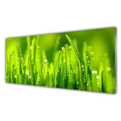 Cuadro de cristal acrílico Hierba verde gotas de rocío