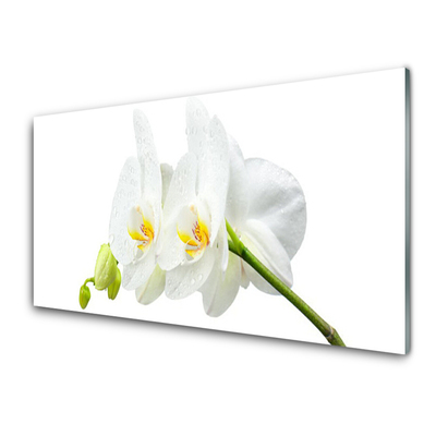 Cuadro de cristal acrílico Pétalos flor orquídea blanca