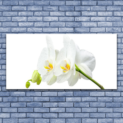 Cuadro de cristal acrílico Pétalos flor orquídea blanca