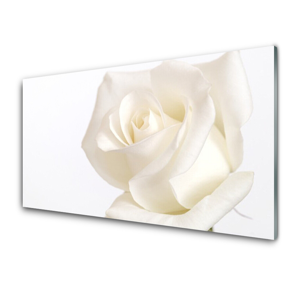 Cuadro en plexiglás Rosa flores