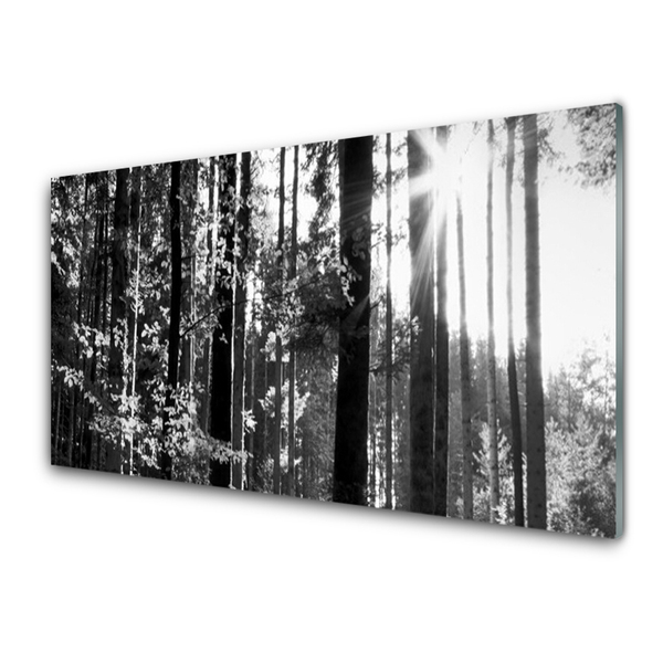 Paneles de pared Bosque naturaleza árboles