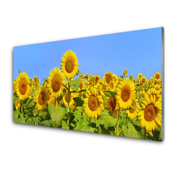 Paneles de pared Girasol flor planta