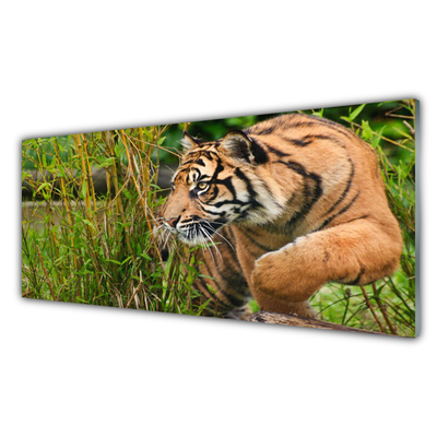 Paneles de vidrio para la cocina Tigre animales