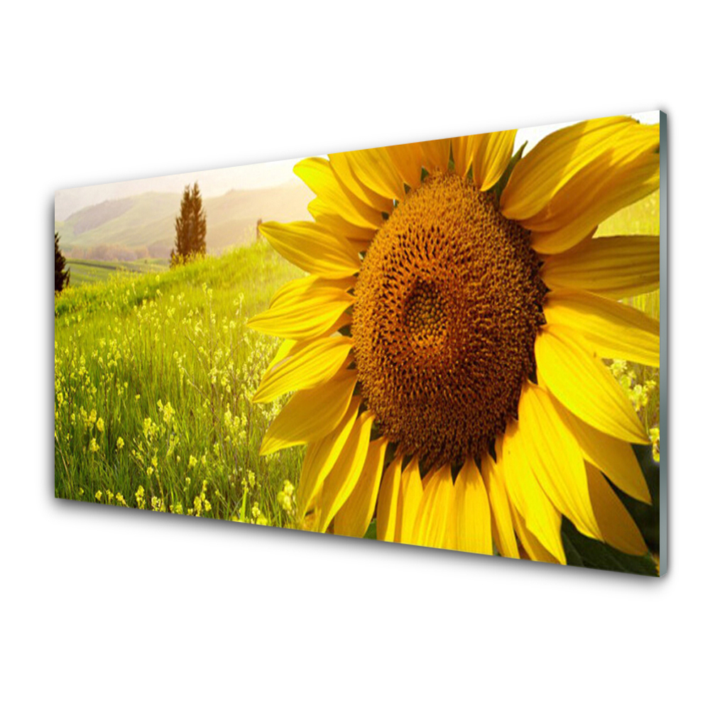 Paneles de vidrio para la cocina Girasol flor planta