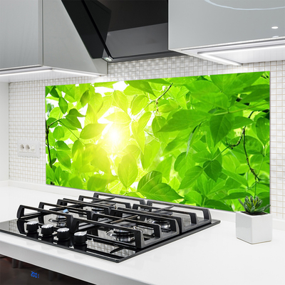 Paneles de vidrio para la cocina Hojas naturaleza sol planta