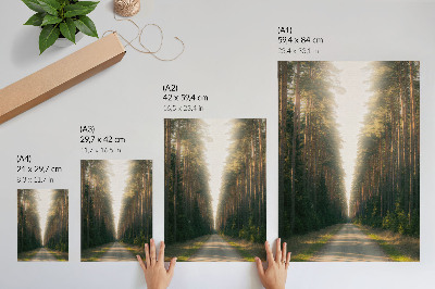 Lienzo decorativo moderno Un fabuloso sendero forestal con árboles altos.