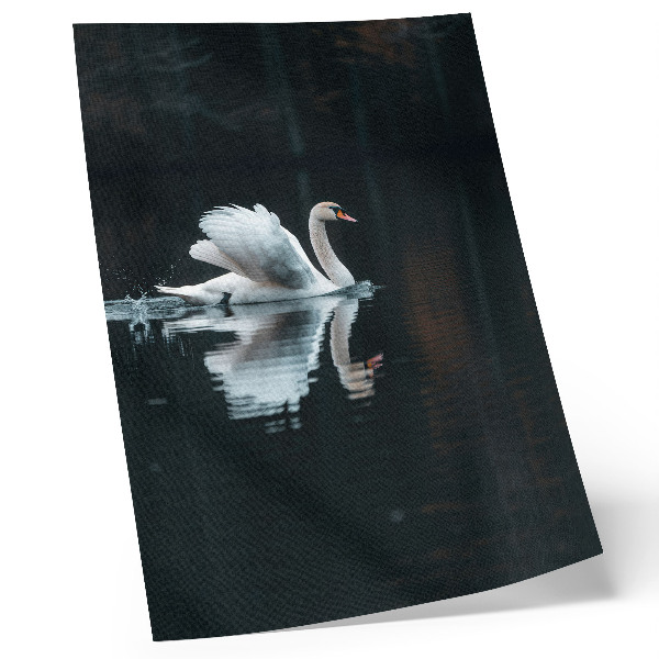 Póster cisne en el agua con reflejo