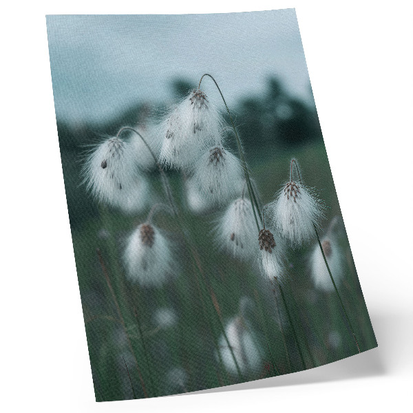 Póster Espigas de hierba etéreas, delicadeza, azul, paz