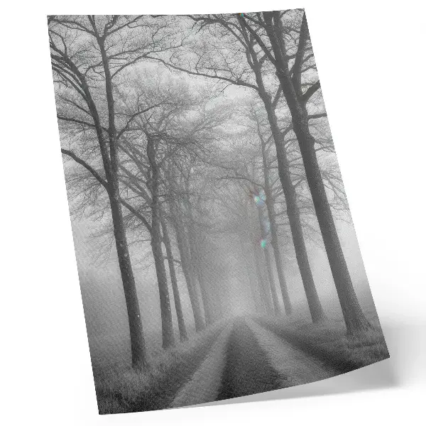 Póster Minimalismo moderno en Misty Tree Alley con colores saturados