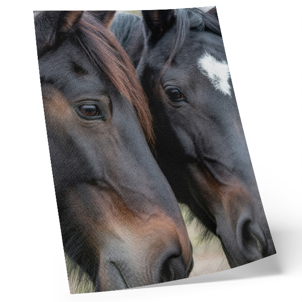 Lámina artística de dos caballos dos caballos en contacto cercano llenos de elegancia