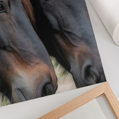 Lámina artística de dos caballos dos caballos en contacto cercano llenos de elegancia