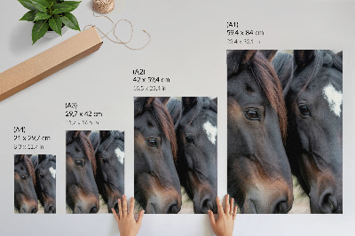 Lámina artística de dos caballos dos caballos en contacto cercano llenos de elegancia