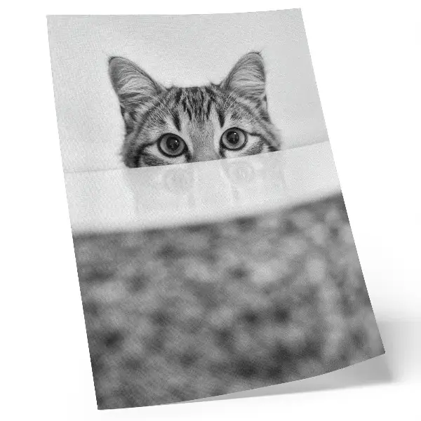 Póster gato tras la superficie con diseño minimalista en blanco y negro