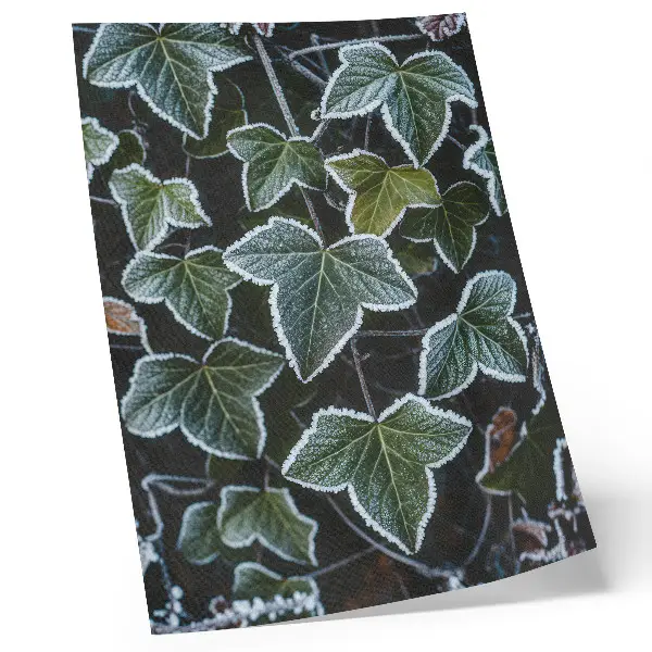 Póster de hojas verdes con escarcha diseño con colores saturados y bordes blancos