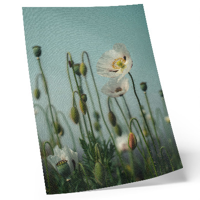 Póster Amapolas en flor bajo un cielo azul