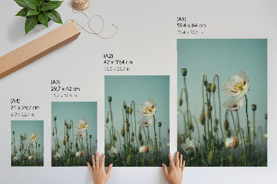 Póster Amapolas en flor bajo un cielo azul