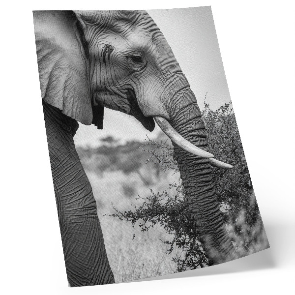 Póster de elefante primer plano con texturas de belleza natural