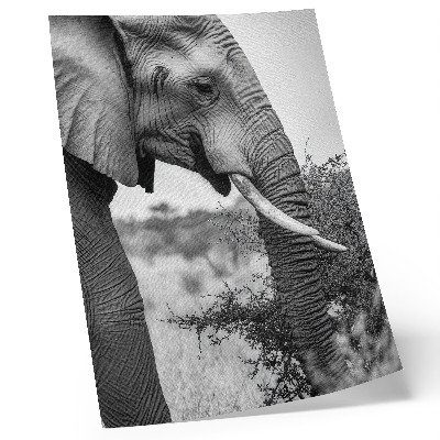 Póster de elefante primer plano con texturas de belleza natural