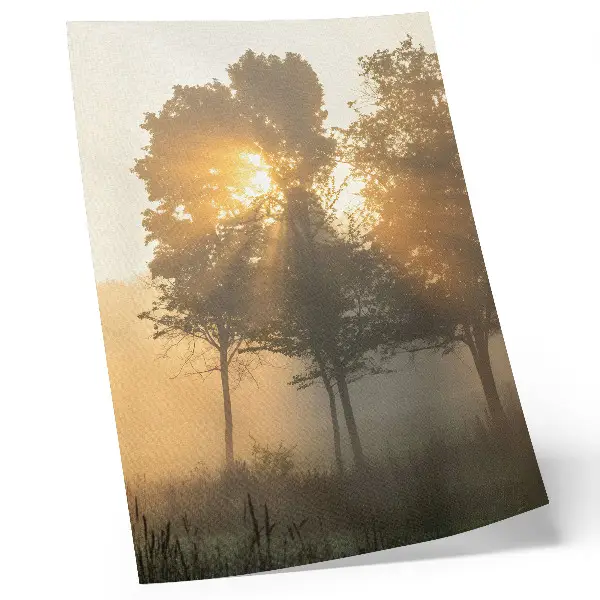 Lienzo decorativo moderno amanecer brumoso con luz cálida y árboles detallados