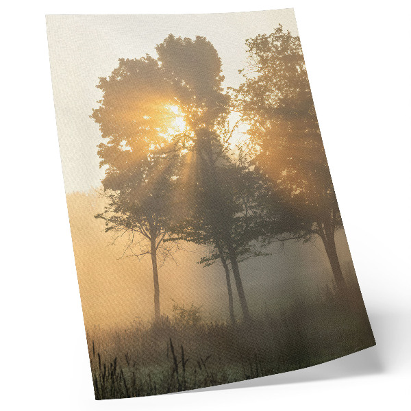 Lienzo decorativo moderno Amanecer brumoso, luz cálida, árboles, inspiración
