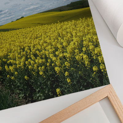 Póster con colores saturados Campos amarillos que contrastan con el cielo azul