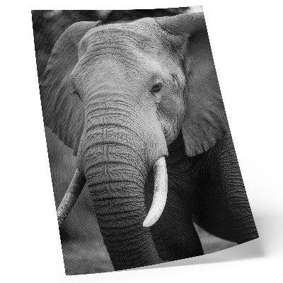 Lámina artística de alta calidad primer plano de un elefante que transmite paz y fuerza