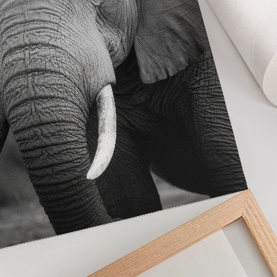 Lámina artística de alta calidad primer plano de un elefante que transmite paz y fuerza