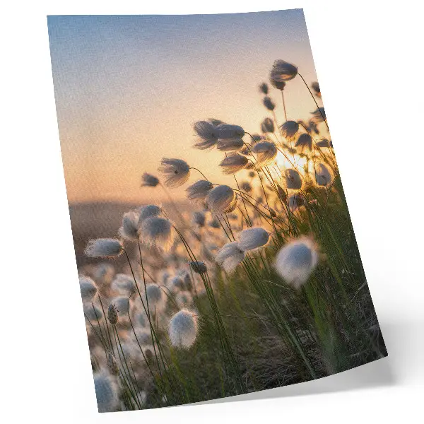 Póster de hierbas al atardecer con colores saturados y tonos cálidos