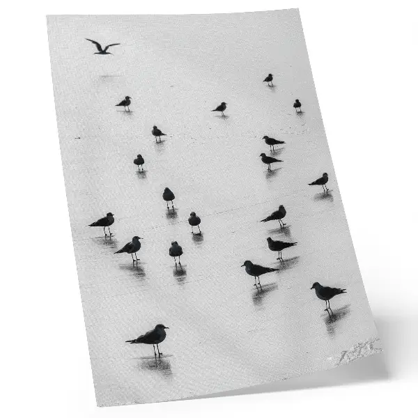 Póster pájaros sobre el agua con reflejos sutiles de estilo minimalista