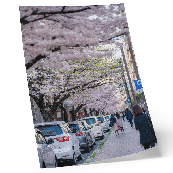 Lámina artística de alta calidad Una calle con cerezos en flor y coches aparcados.