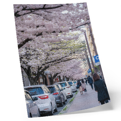 Lámina artística de alta calidad Una calle con cerezos en flor y coches aparcados.