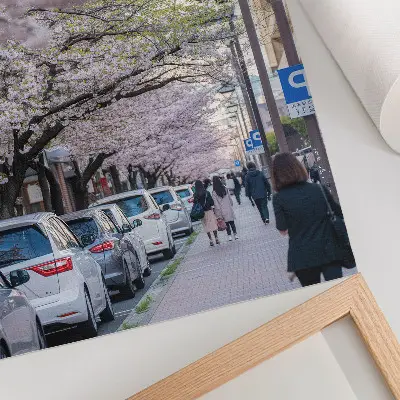 Lámina artística de alta calidad calle con cerezos en flor y coches aparcados