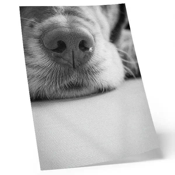 Póster de perro en blanco y negro primer plano con textura minimalista y colores saturados