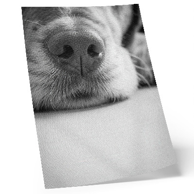 Póster con colores saturados Primer plano de un perro en blanco y negro con textura minimalista.
