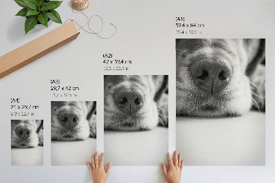 Póster con colores saturados Primer plano de un perro en blanco y negro con textura minimalista.